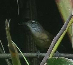 Cantorchilus longirostris