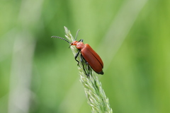 Pyrochroa serraticornis