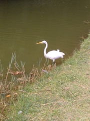 Ardea alba