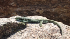Iberolacerta cyreni