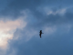 Chordeiles gundlachii