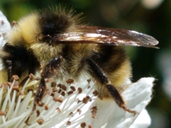Bombus flavidus flavidus
