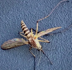 Aedes canadensis