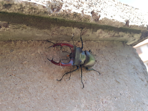 Lucanus cervus