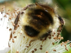 Bombus flavidus flavidus