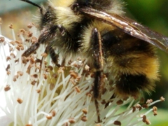 Bombus flavidus flavidus
