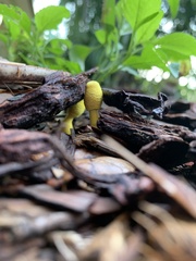 Leucocoprinus birnbaumii image