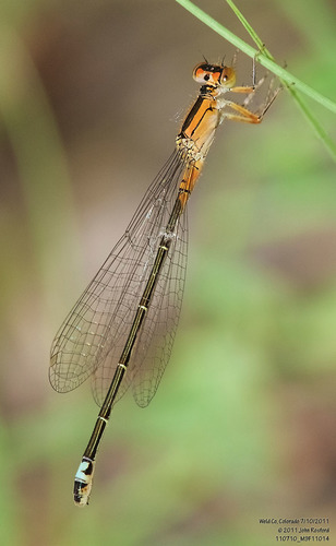 Plains Forktail photo 5