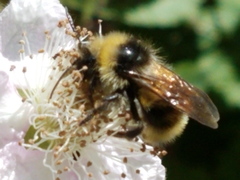 Bombus flavidus flavidus