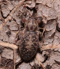 Dorytomus tremulae