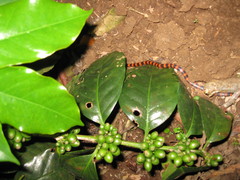 Geophis semidoliatus