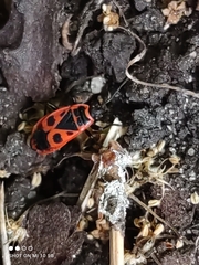 Pyrrhocoris apterus