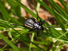 Arima marginata