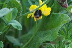 Bombus