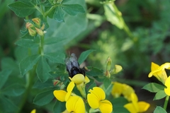 Bombus