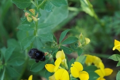 Bombus