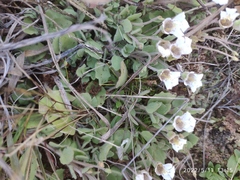 Diclis petiolaris