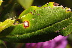 Chuppomyces handelii