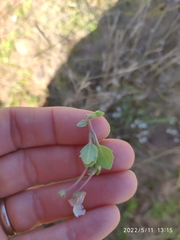 Diclis petiolaris