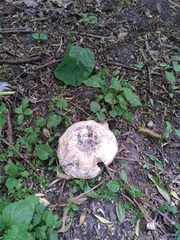 Agaricus