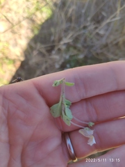 Diclis petiolaris