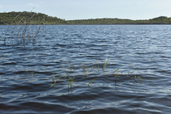 Pseudoraphis spinescens