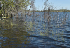 Pseudoraphis spinescens
