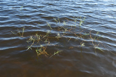 Pseudoraphis spinescens