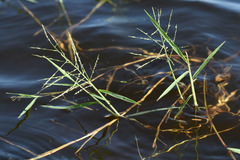 Pseudoraphis spinescens