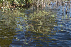 Pseudoraphis spinescens