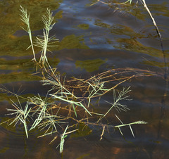 Pseudoraphis spinescens