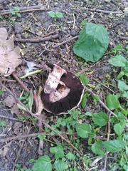 Agaricus