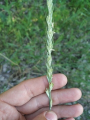 Elymus repens