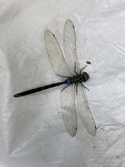 Rhionaeschna cornigera