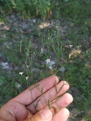 Psammophiliella muralis