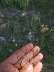 Psammophiliella muralis