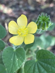 Abutilon sonneratianum
