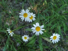 Tripleurospermum inodorum