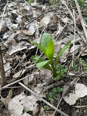 Phytolacca americana