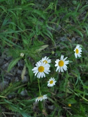 Tripleurospermum inodorum