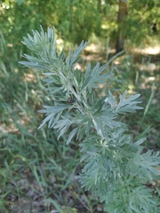 Artemisia absinthium