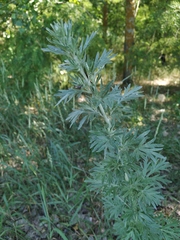 Artemisia absinthium