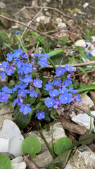 Omphalodes cappadocica