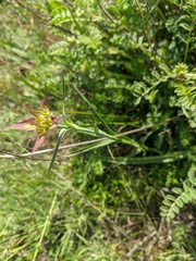 Dianthus capitatus