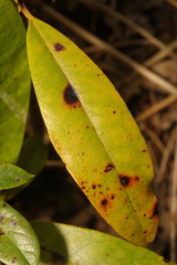 Chuppomyces handelii