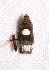 Olethreutes devotana