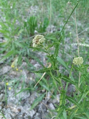Achillea setacea