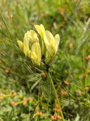 Astragalus glaucus