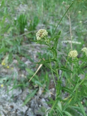 Achillea setacea