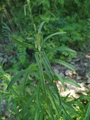 Cannabis sativa spontanea